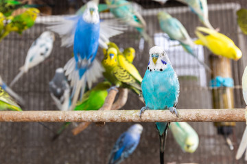 Group of Budgerigar