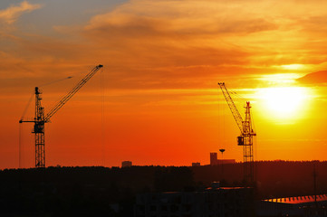 Obraz premium cranes at sunset