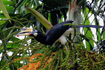 Oriental Pied Hornbill (Anthracoceros albirostris) foraging seeds in a palmtree on Langkawi Island...