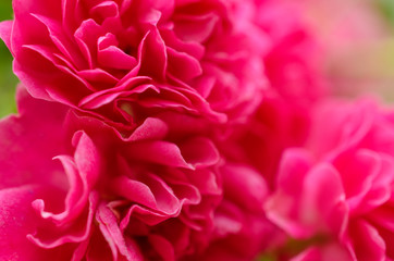 blooming bright pink wild rose