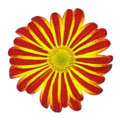 Flower yellow red daisy isolated on white background. Close-up. Element of design.