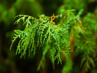 Water droplets on the branches of thuja