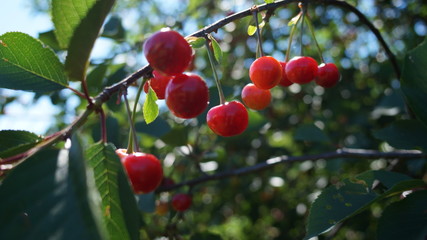 cherry berries on a tree