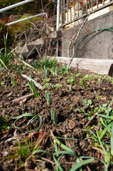 bud　leaf　wood　growing up　soil