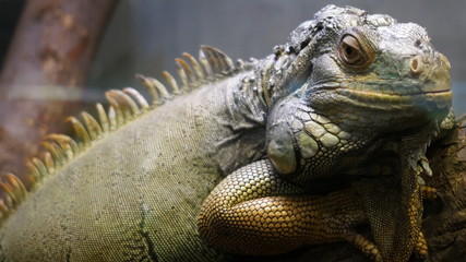 iguana on a branch