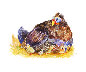 Guinea fowl with several chicks hatching eggs. Watercolor illustration about breeding domestic...