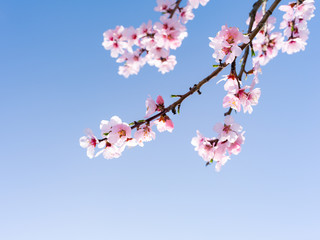 Japanische Kirschblüten in voller Blüte im Frühling
