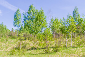 Young slim white birch trees turned green in the spring in the woods