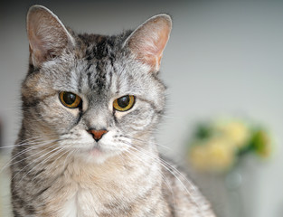 Lovely cat of classic gray color looks serious