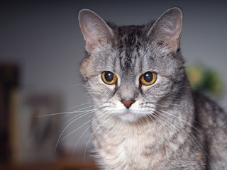 Lovely cat of classic gray color looks serious