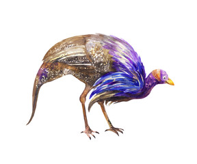 One blue speckled guinea fowl seeking food