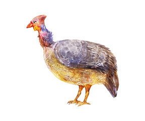Bright male guinea fowl. Illustration suitable for an article on breeding poultry.