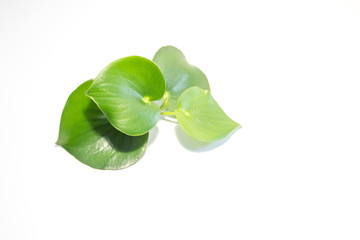 Green plants with round leaves on white background