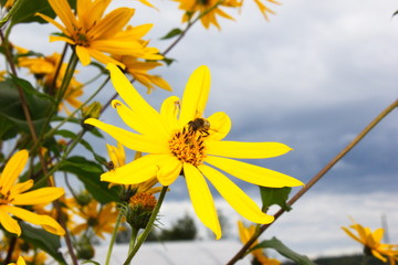 plant artichoke and bee