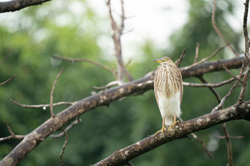 Chinese pond heron on a branch