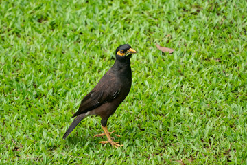 Common myna on the grass