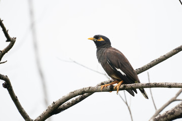 Common myna on a branch