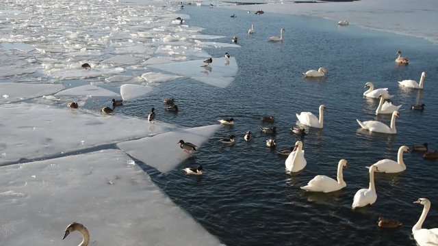 Swans swimming in a pool with ice a early spring day at Essingen island in Stockholm