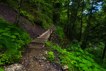 Obraz premium Wood bridge in the forest