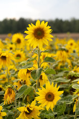 Obraz premium field of yellow sunflowers