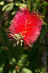 Bottlebrush