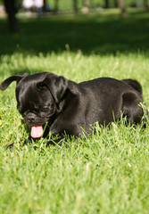 Black pug in green grass