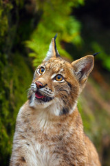 The Eurasian lynx (Lynx lynx), portrait. Subadult cat portrait.
