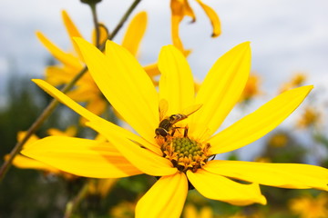 plant artichoke and bee