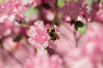 Bumblebee pollinating beautiful pink flowers