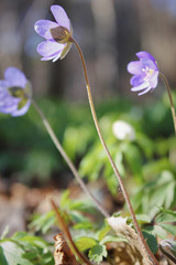 Beautiful spring blue flowers  in forest. Anemone hepatica (common hepatica, liverwort, kidneywort, pennywort) is a herbaceous perennial growing from a rhizome in the buttercup family .