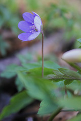 Beautiful spring blue flowers  in forest. Anemone hepatica (common hepatica, liverwort, kidneywort,...