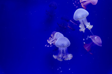 Fototapeta na wymiar jellyfish