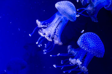 jellyfish
