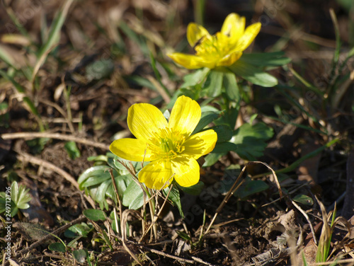 Eranthis Hyemalis Ensemble Déranthes Dhiver Ou