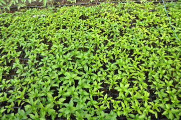 Growing seedlings of peppers in cassettes in organic soil