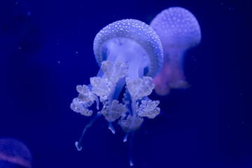 jellyfish
