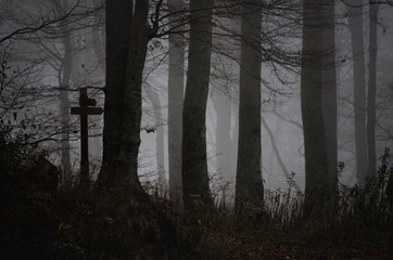 Misty woods in late autumn, spooky atmosphere with fog; Halloween, dramatic dark landscape, monocromatic forest
