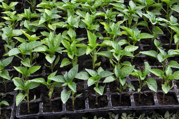 Growing seedlings of peppers in cassettes in organic soil