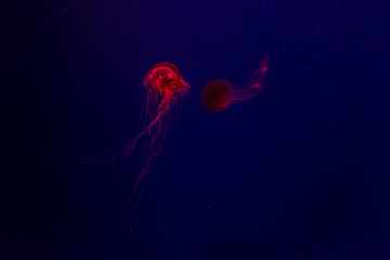 jellyfish