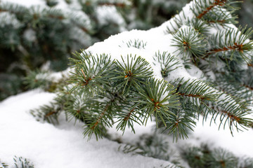 Spruce resin winter