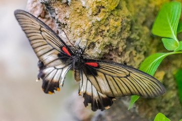 Papilio memnon butterfly, with open wings, resting on a rock