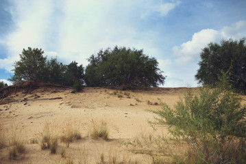 tree in the desert, sand and sky, plants in the void, joining top and bottom