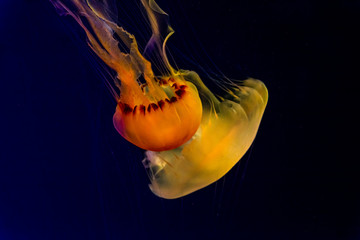 jellyfish © seakitten