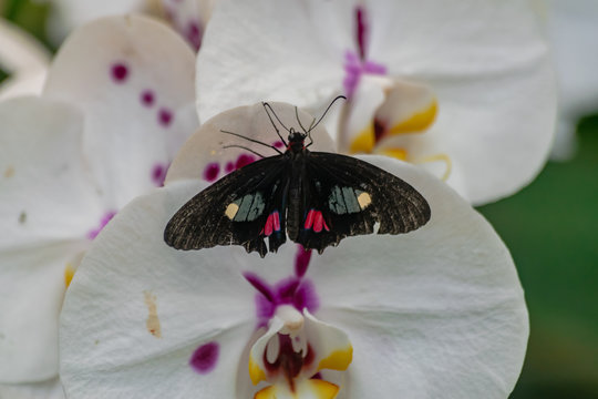 Parides iphidamas butterfly, with open wings, on a white orchid flower