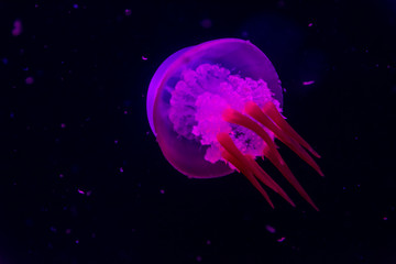 jellyfish
