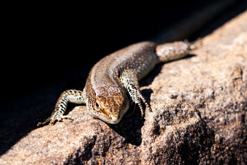 Mauereidechse, Podarcis moralis