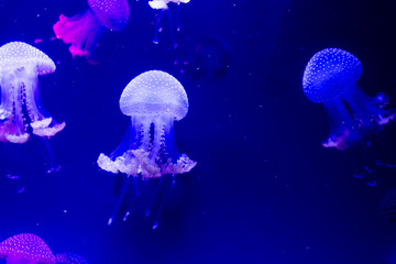 jellyfish