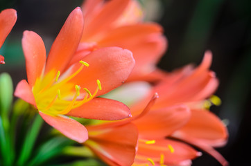 Obraz na płótnie Canvas Orange Flower