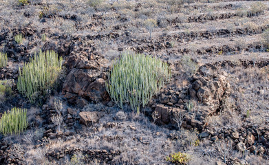 cactus on filed