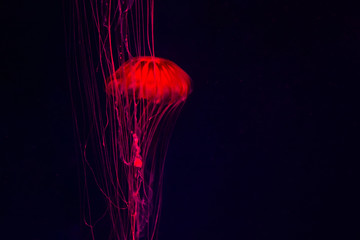 jellyfish